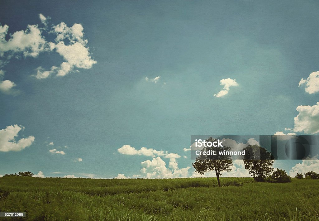 trees in the meadow trees in the meadow and blue sky background (retro effect) Agricultural Field Stock Photo