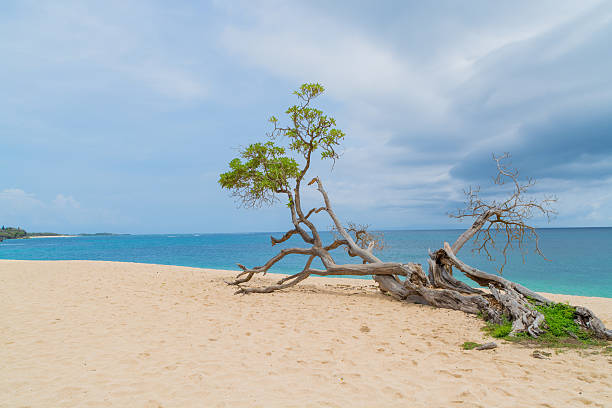 arbre mettez-vous sur la plage - perfect day photos et images de collection