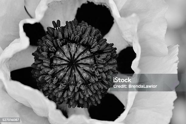 Gorgeous Poppy Black And White Image Stock Photo - Download Image Now - Beauty, Beauty In Nature, Black And White