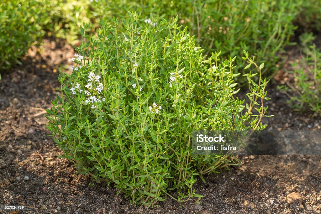 Blooming Common Thyme (Thymus vulgaris) Flower Stock Photo