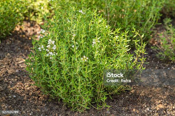 Blooming Common Thyme Stock Photo - Download Image Now - Flower, Freshness, Green Color