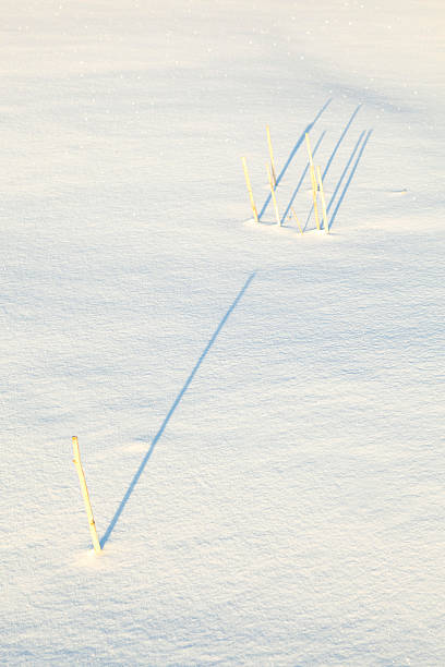 istock shadow of halm on snow covered field 527025039