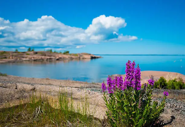 Purple flowers with remote Åland Islands archipelago in the background on a sunny summer day