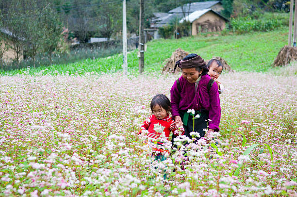 Old woman and her grand daughter Hagiang, Vietnam - October 19, 2013: Minority ethnic old woman and her granddaughter in a buckwheat flower field in Hagiang. Ha Giang is a province in northeastern Vietnam,bordering China. Ha Giang has many mountains, many old growth forests, many precious wood, and 1.000 kinds of rare herbs. Ha Giang has special cultural products of more than 20 ethnic, a memorable destination by the natural landscape and people in here Blewit stock pictures, royalty-free photos & images