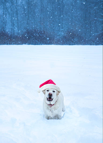 Labrador Retriever Dog, dressed in a red knitted scarf, walks in the snow