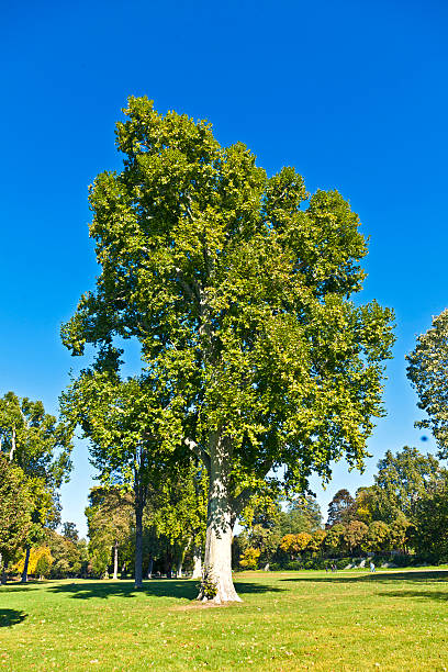 istock beautiful old plane tree in the Park 527027953