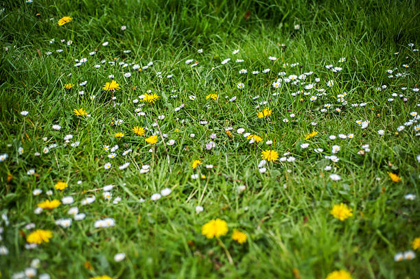 frühjahr feld - flower spring field nature stock-fotos und bilder