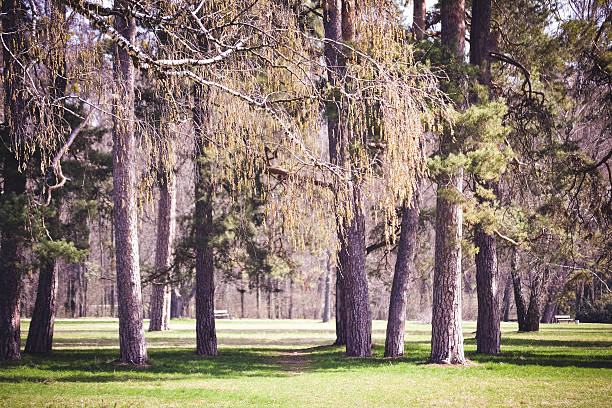 parc avec des arbres lors d'une journée ensoleillée filtre - pinaceous photos et images de collection