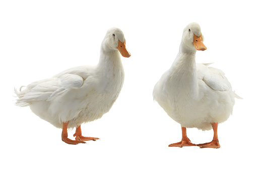 Two white ducks on a white background