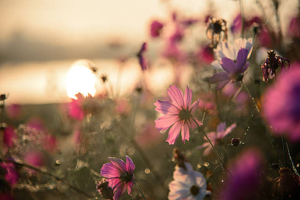 istock The Cosmos Flower of grassland 527029083