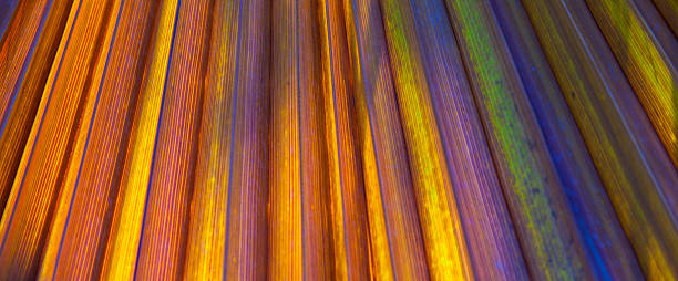 istock beautiful pattern of palm trees gives a harmonic feeling 527029265