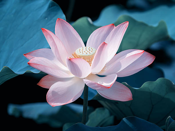 istock blooming lotus flower 527029328