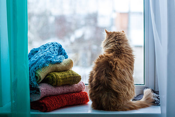 gatto sedersi alla finestra - domestic cat undomesticated cat window house foto e immagini stock