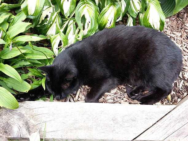 Black Cat At Rest Stock Photo - Download Image Now - Black Color, Compost, Dirt - iStock Black Cat At Rest Stock Photo - Download Image Now - Black Color, Compost, Dirt - iStock