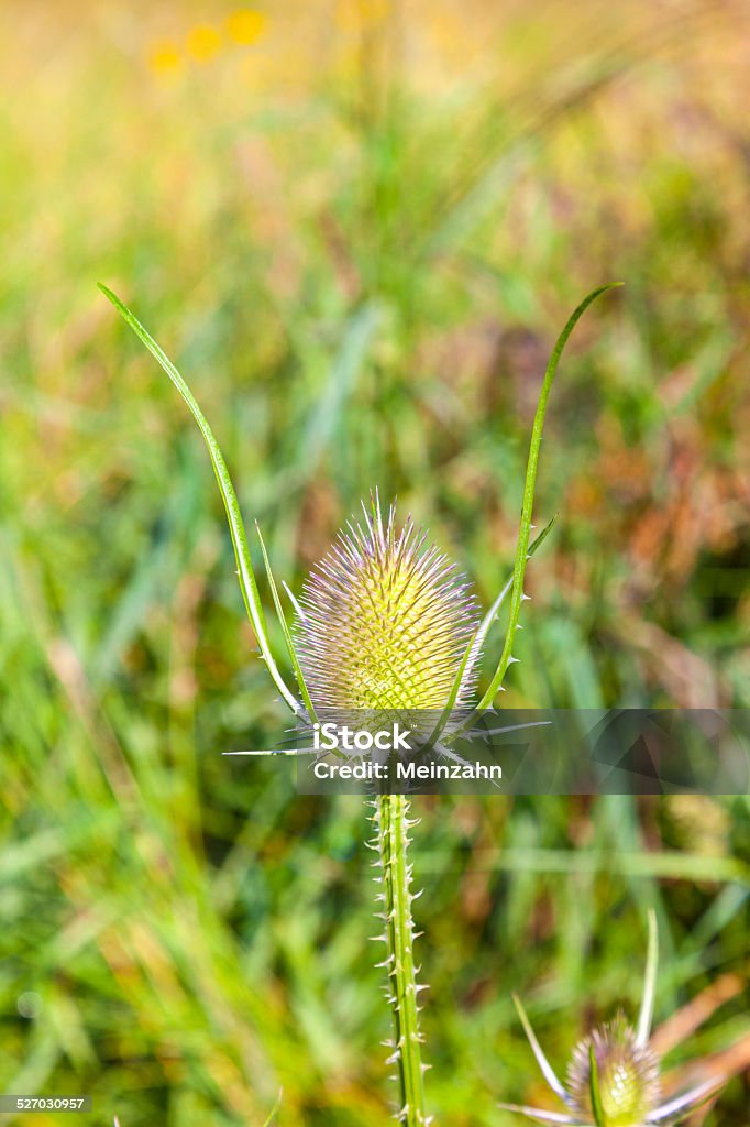 beautiful thistle in the meadow beautiful thistle in the green meadow Agricultural Field Stock Photo