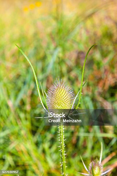 Beautiful Thistle In The Meadow Stock Photo - Download Image Now - Agricultural Field, Beauty In Nature, Blossom