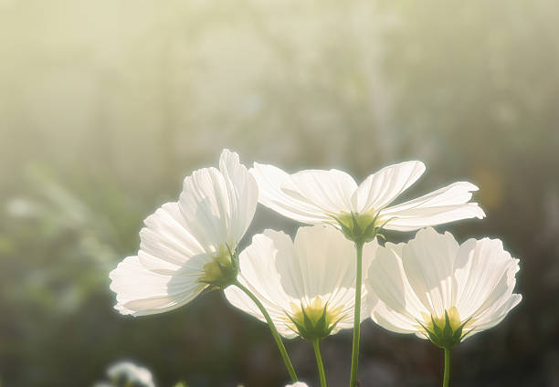 Beautiful landscape flowers white at sunset on spring background