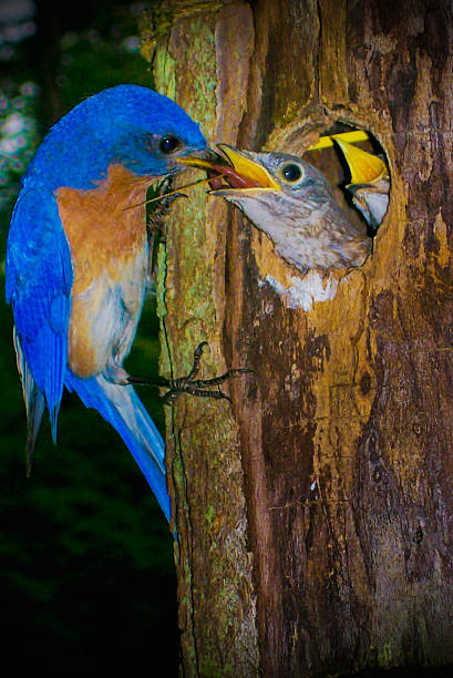 istock Father Bluebird feeds Baby Bluebirds 527031201