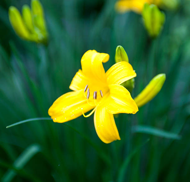 Closeup Of The Blooming Yellow Lily Flower Stock Photo - Download