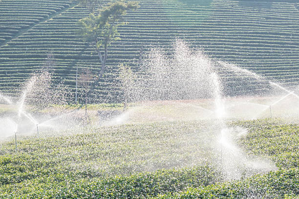 istock Water sprinkler in green tea plantations. 527031650