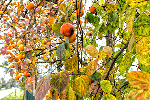 Persimmon,  Diospyros kaki, tree: brown  branches and orange fruit among green leaves in Italian countryside
