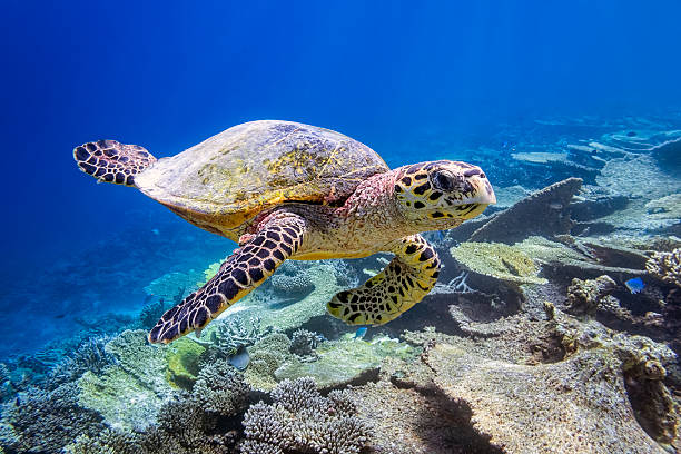 tortuga marina en las islas maldivas - hawksbill turtle fotografías e imágenes de stock
