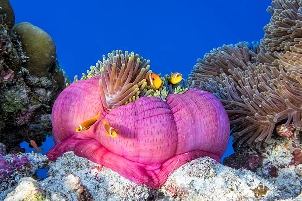 Sea anemone with shoal of clownfish on maldives shoal wildlife clownfish in an sea anemone on maldives - the sea anemone is closed - sea ​​anemone is a Heteractis magnifica, also known by the common names magnificent sea anemone or Ritteri anemone blue damsel fish photos stock pictures, royalty-free photos & images