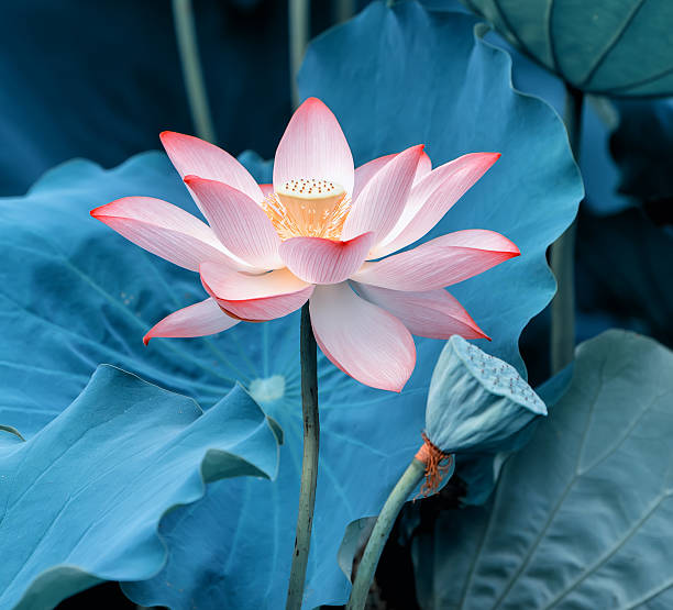 istock blooming lotus flower 527032212