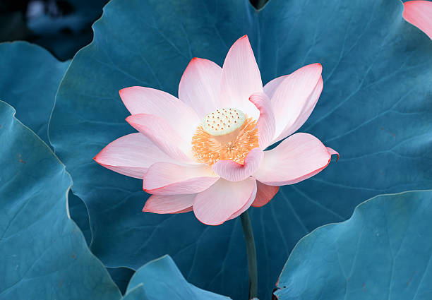 istock blooming lotus flower 527032394