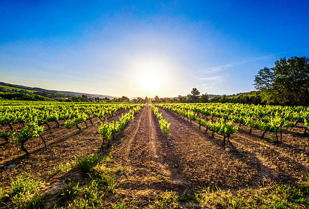 istock vine vineyard sun sunrise row morning ray light flare wide 527034388