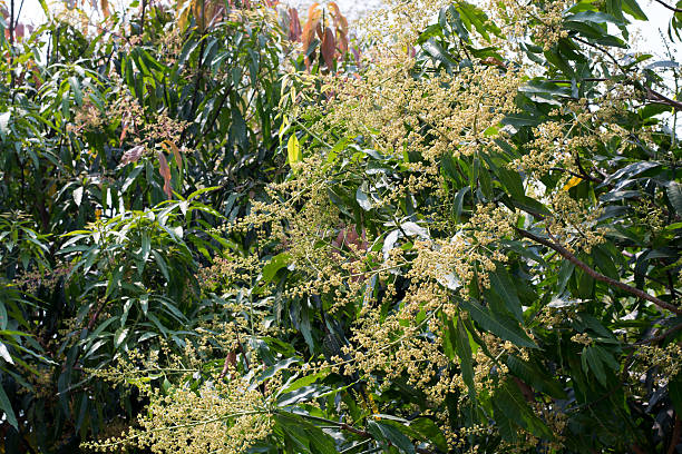 istock young green mango and flowers on tree in garden 527034464