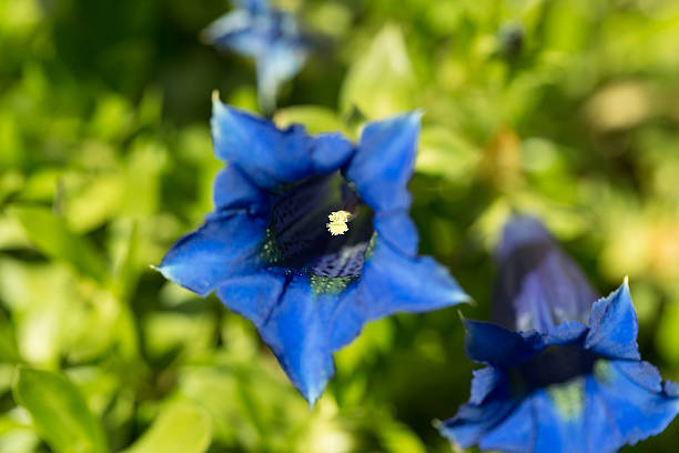 Trumpet gentiana blue spring flower in garden Trumpet gentiana blue spring flower in garden, with shallow focus, macro enzian stock pictures, royalty-free photos & images
