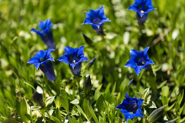 Trumpet gentiana blue spring flower in garden Trumpet gentiana blue spring flower in garden, with shallow focus, macro enzian stock pictures, royalty-free photos & images