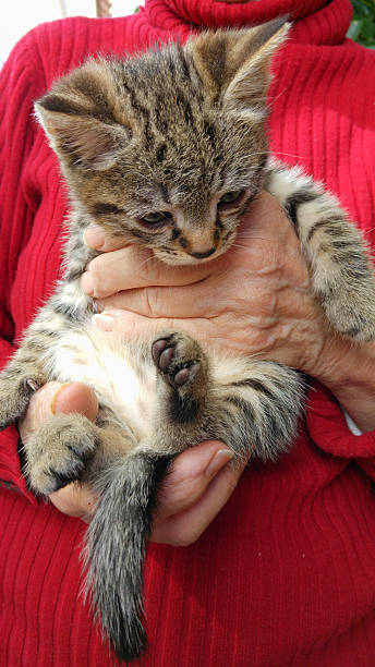 istock Kitten in Old Woman Hands 527034996