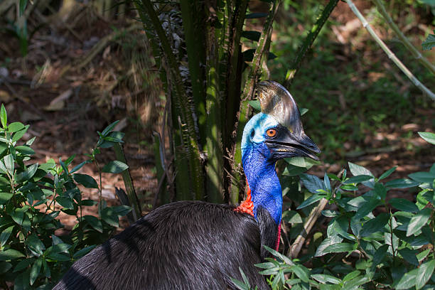 istock Various pictures of Cassowary bird 527035092