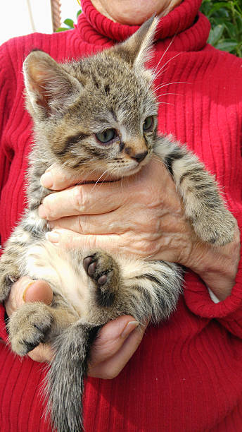 istock Kitten in Old Woman Hands 527035184