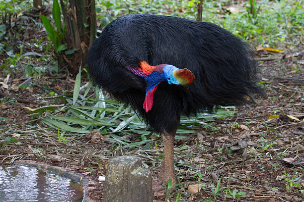 istock Various pictures of Cassowary bird 527035292