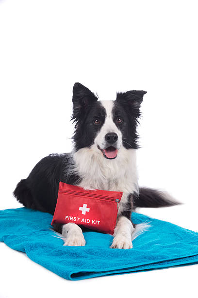 Border Collie dog with first aid kit
