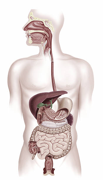sistema digestivo humano sección transversal - salivary gland fotografías e imágenes de stock