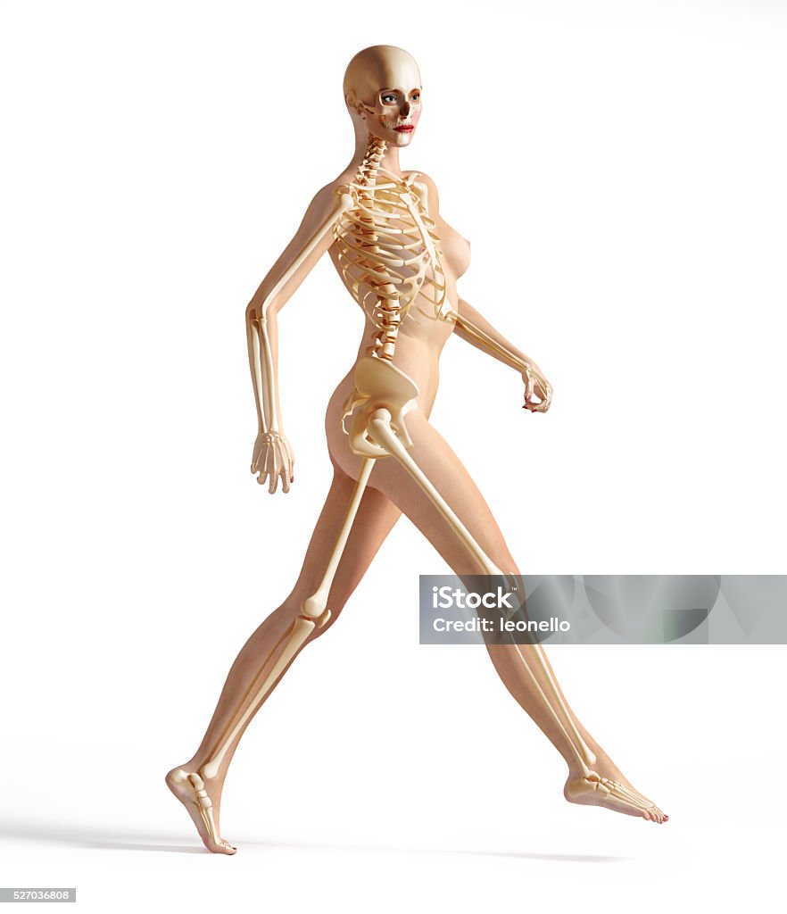 Đặt Người Phụ Nữ Với Bộ Xương Hình ảnh Sẵn có - Tải xuống Hình ảnh ...