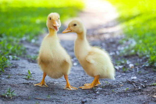 istock fluffy chicks walks  in green grass 527037974