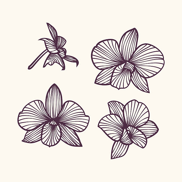 stilisierte zeichnung orchideen - design abstract petal asia stock-grafiken, -clipart, -cartoons und -symbole