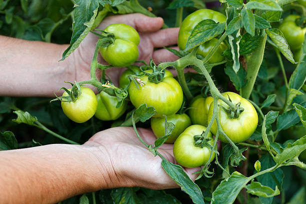 Green tomatoes stock photo