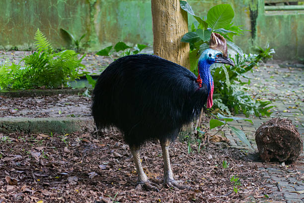 istock Various pictures of Cassowary bird 527039372