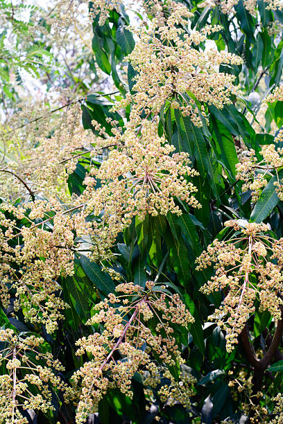 istock young green mango and flowers on tree in garden 527040406