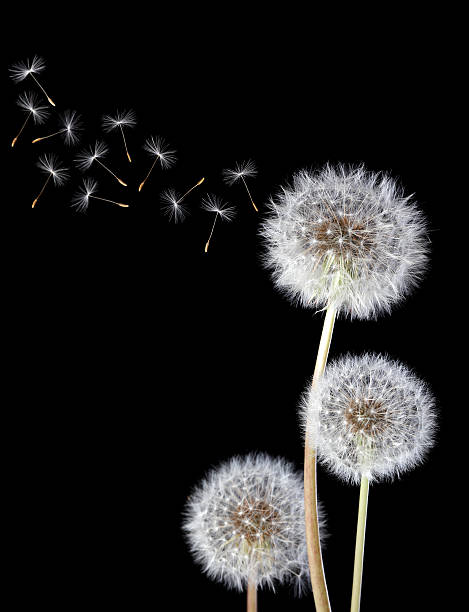 dente di leone - flower three objects beauty close up foto e immagini stock