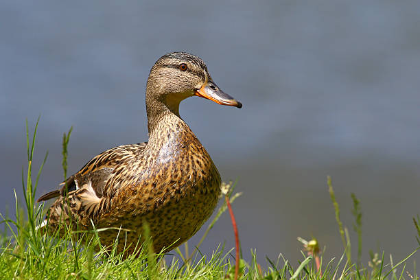 istock Mallard duck, Anas platyrhynchos 527040694