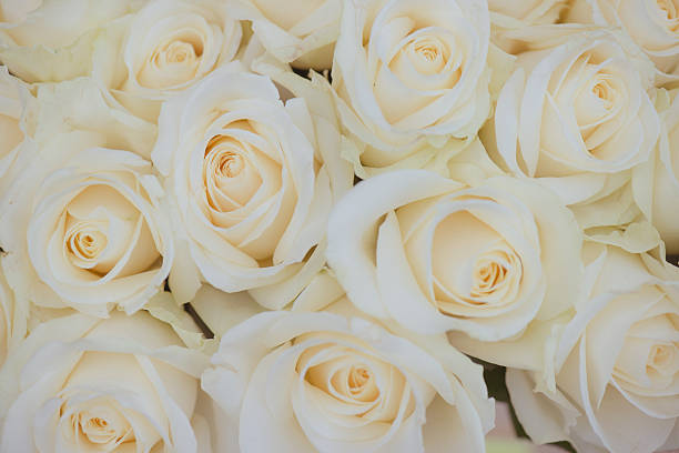 istock Wedding bouquet of white flowers. White roses. 527041210