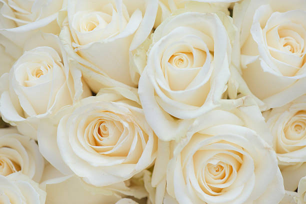 istock Wedding bouquet of white flowers. White roses. 527041236