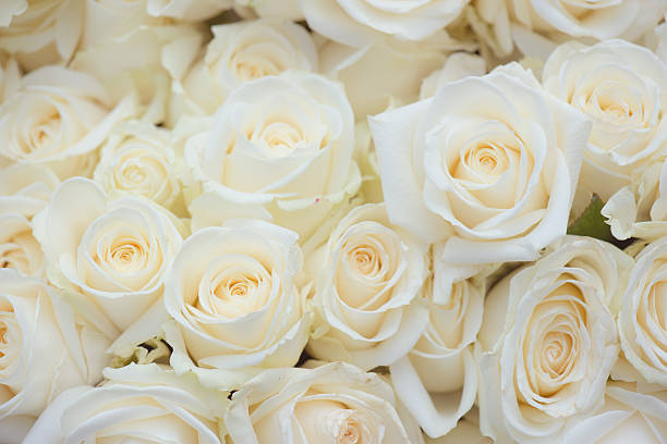 istock Wedding bouquet of white flowers. White roses. 527041286